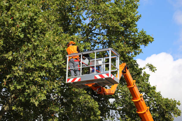 Professional Tree Removal and Landscaping Services in Ridgewood, IL